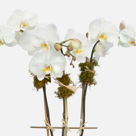3-Stem White Phalaenopsis in Glass Orchid Plants
