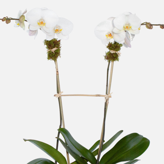 Simply White Orchids Indoor Blooming Plants