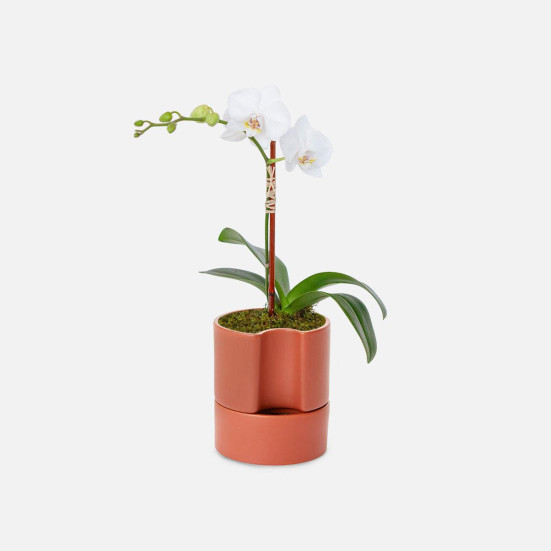 Mini White Phalaenopsis Orchid  Plants for Mom