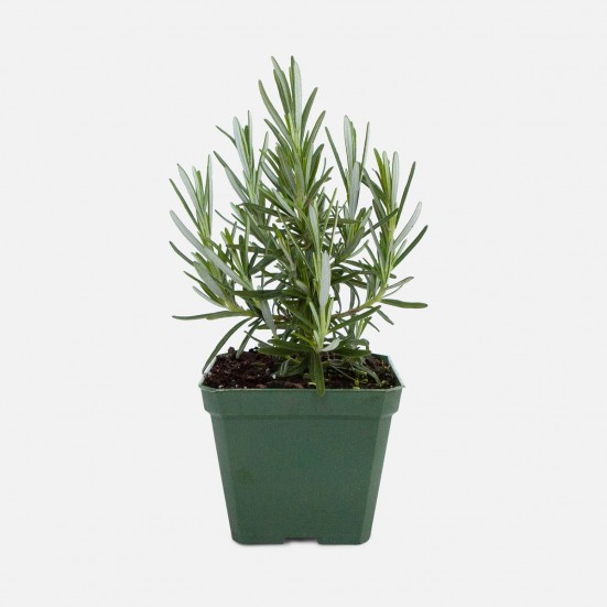 Rosemary Outdoor Plants