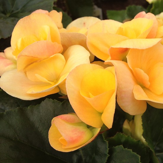 Potted Reiger Begonias Annuals