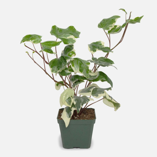 Potted Algerian Ivy Annuals