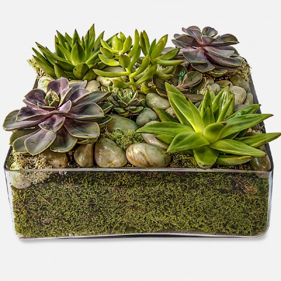 Succulent Tray Fall Collection