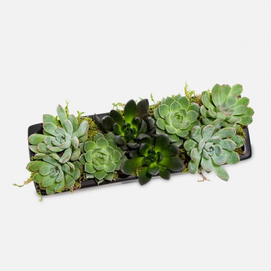 Succulent Forest Business Gifting