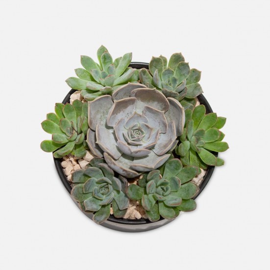 Succulent Dish Fall Collection