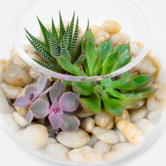 Succulent Bowl Business Gifting