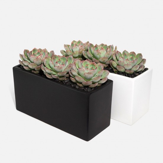 Succulent Heights Business Gifting