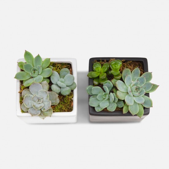 Succulent Garden Duo Plants for Mom