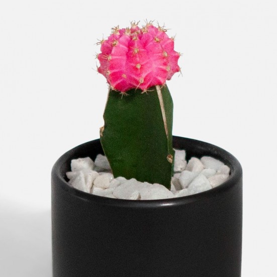 Moon Cactus - Pink Cacti & Succulents