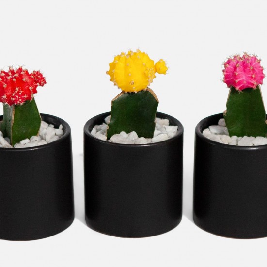 Moon Cactus Trio Cacti & Succulents