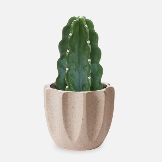 Cuddly Cactus - Piccolo Pet Friendly Plants