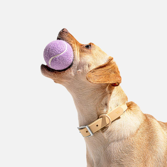 Wild One Tennis Balls for Dogs Pet Friendly Plants
