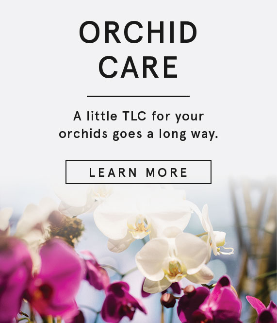 ORCHID PLANT CARE - plantshed.com