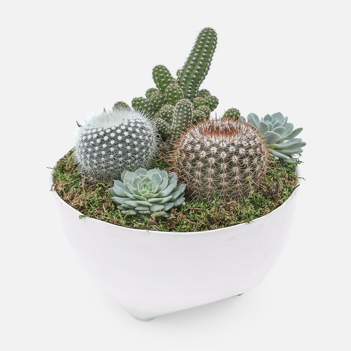 CACTI AND SUCCULENT GARDEN IN LARGE TALIAH BOWL