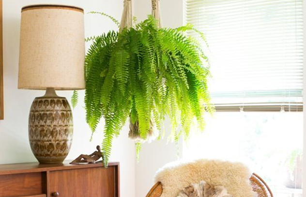Hanging Fern. Photo courtesy of ApartmentTherapy.com