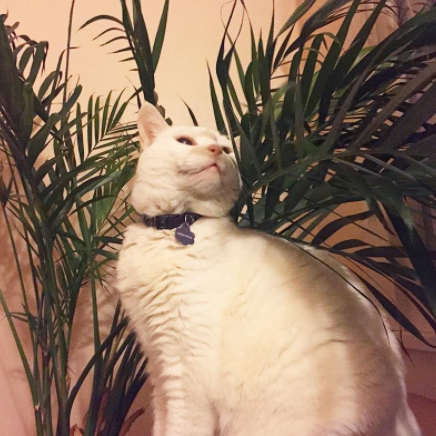 Mishima the Cat enjoying some Palms. Photo courtesy whitecateblagdog on Instagram.