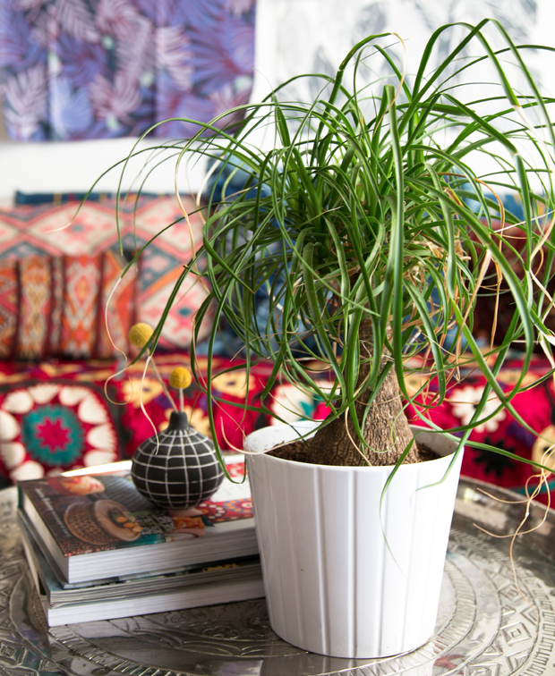 Ponytail Palm in Living Room. Photo Courtesy of Danae Horst for The Junagalow.
