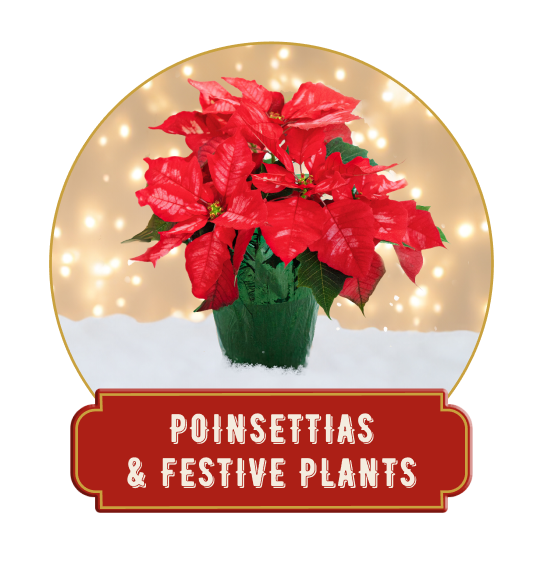 Poinsettias & Festive Plants