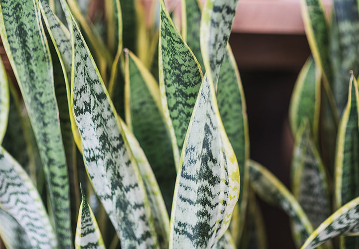 Indoor Plants That Thrive in Direct Sunlight