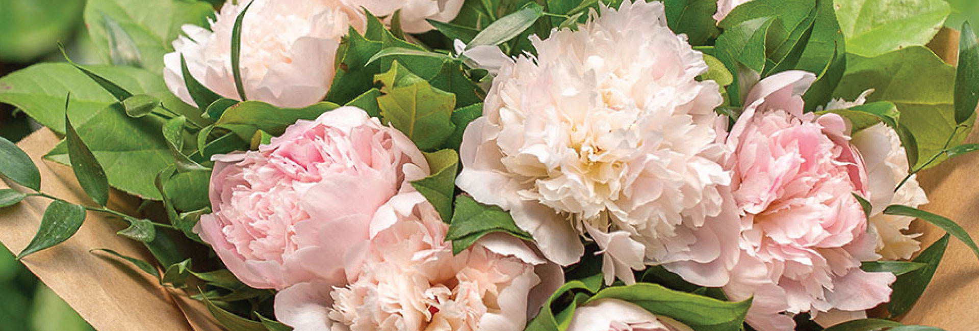 Flower Feature: Peony Blooms