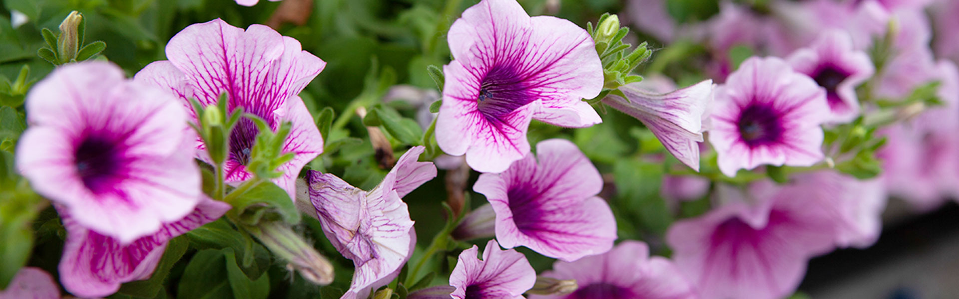 Blooming Beauties: How to Help Your Annuals Thrive All Summer