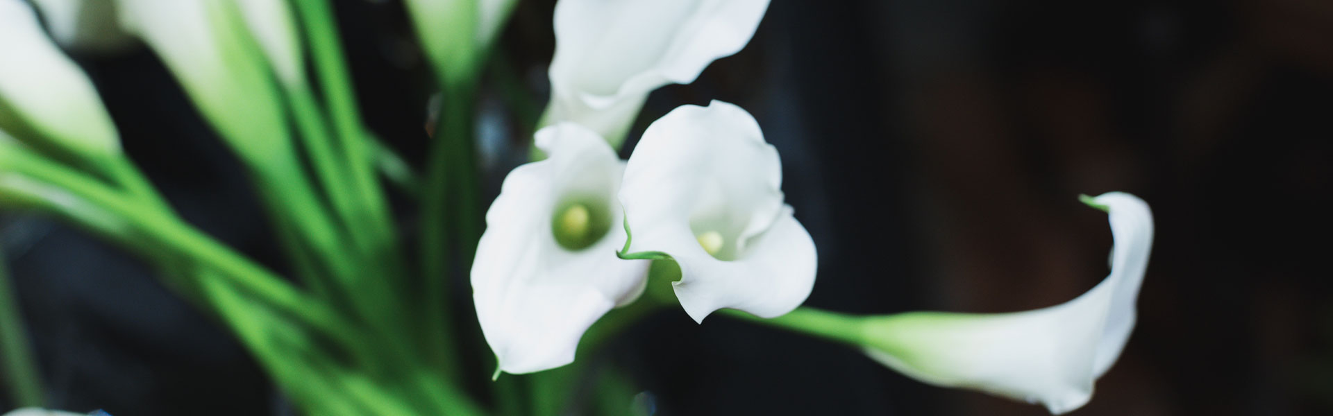 Flower Feature: Calla Lilies 