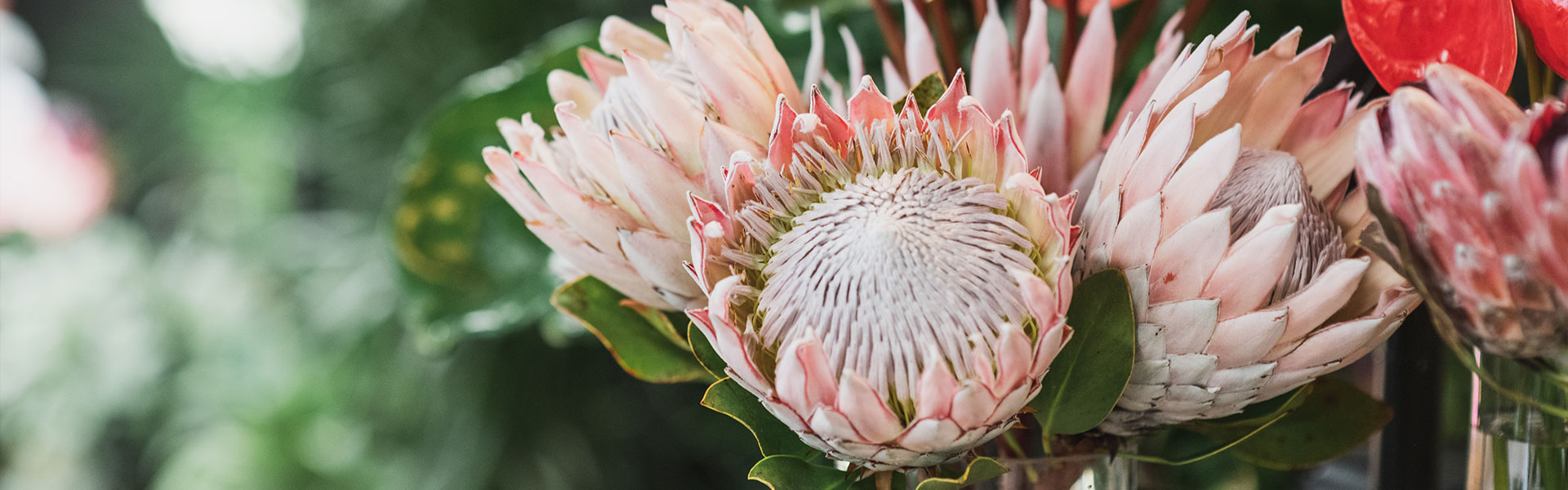 Flower Feature: Protea