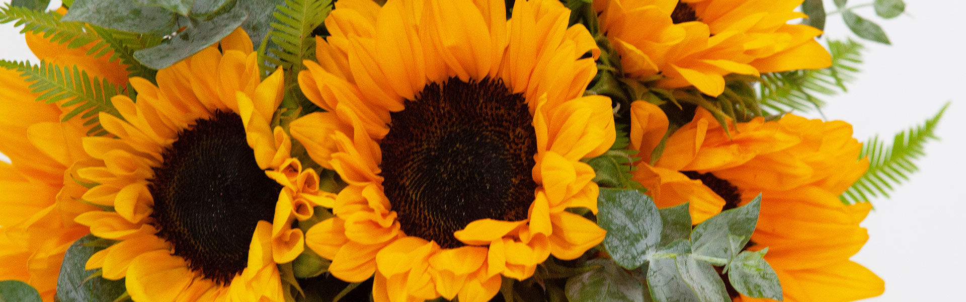 Flower Feature: The Sunflower