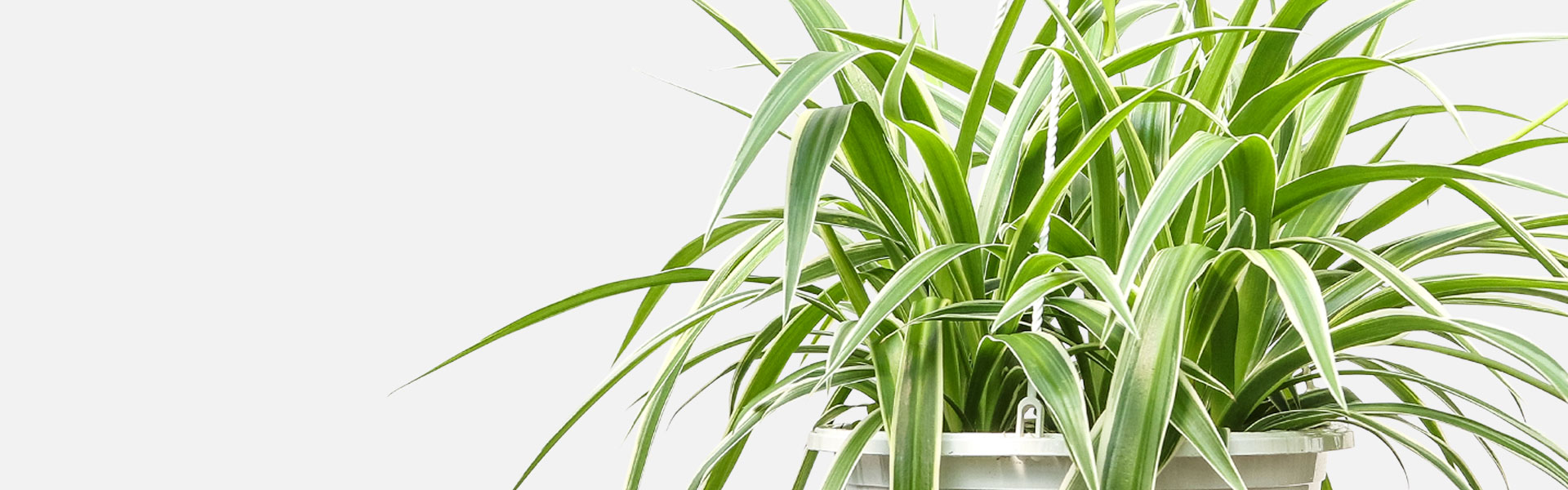 Hang in There! Our Top Picks for Hanging Plants