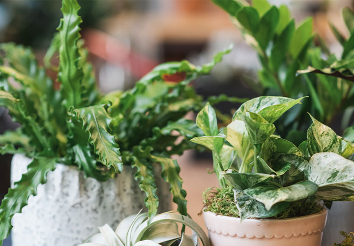 What to Do When Your Houseplant Stops Growing