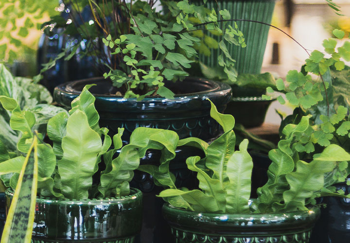 Moving? Here's How to Transport Your Houseplants