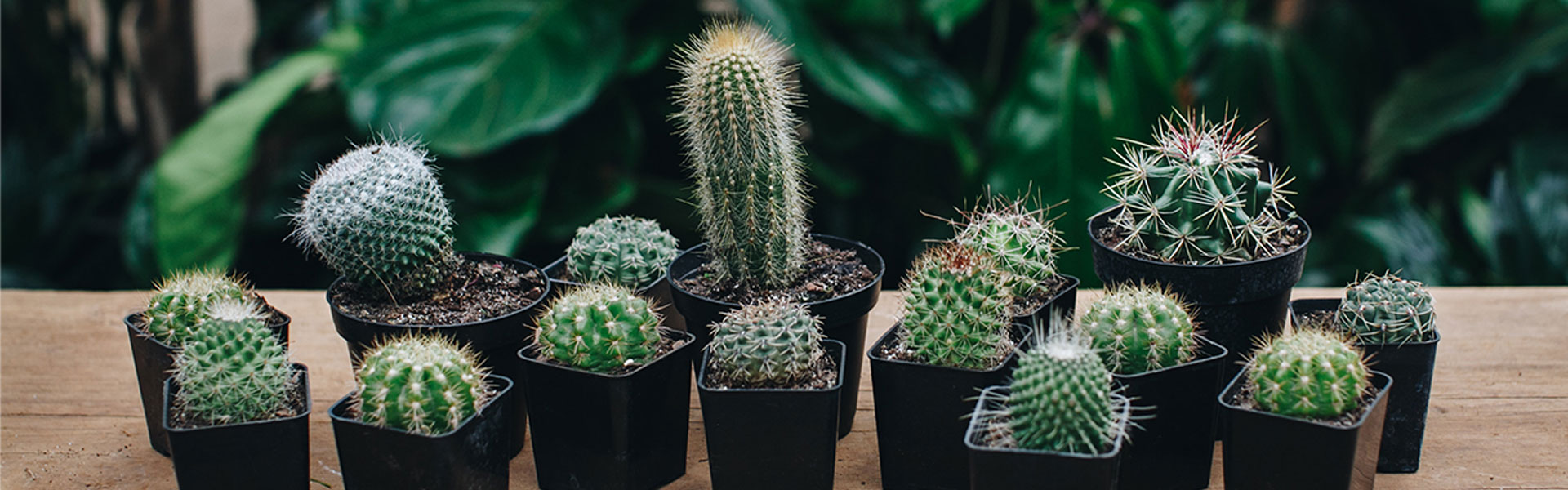 Nurture Your Nature: Cacti