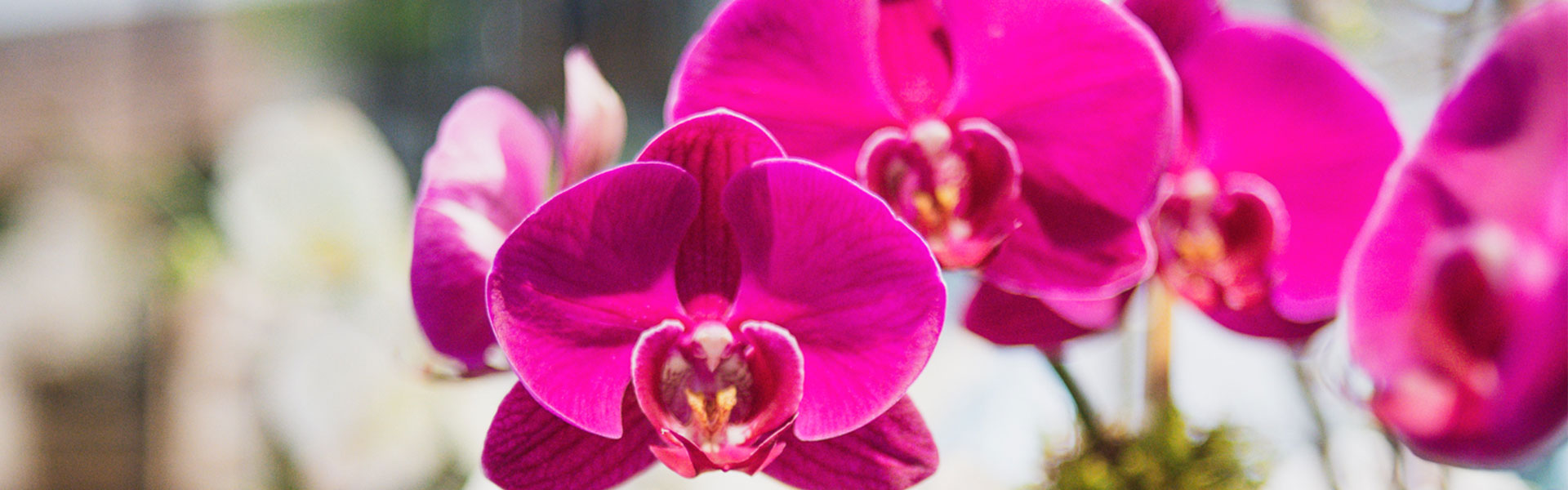 Nurture Your Nature: Orchids