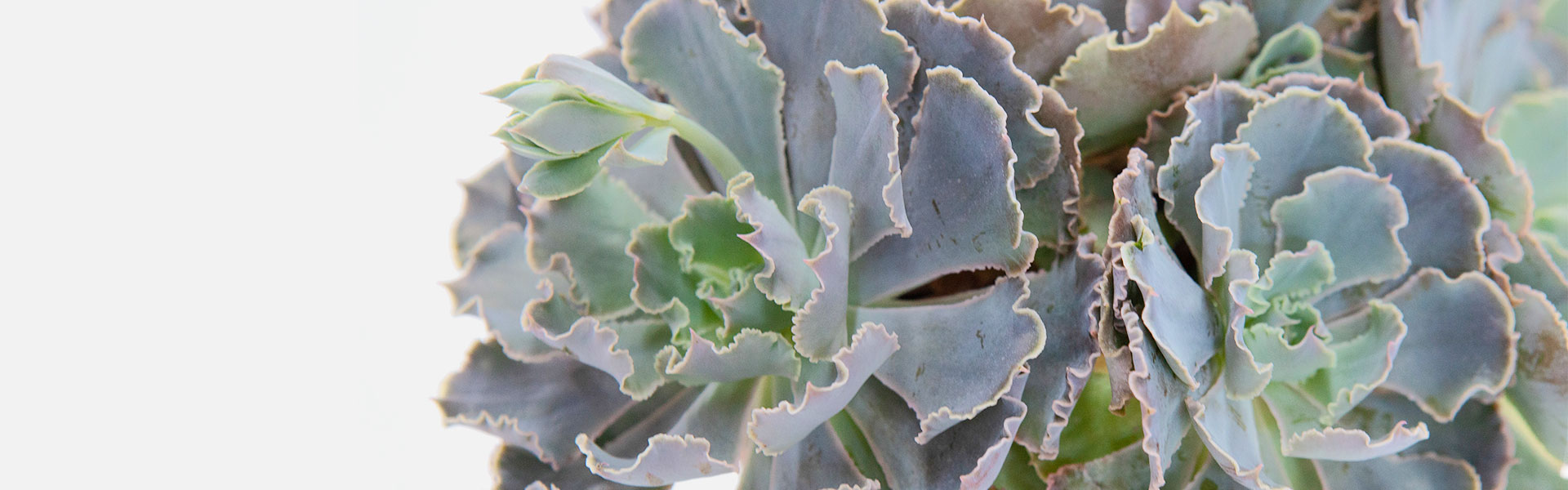 Nurture Your Nature: Succulents