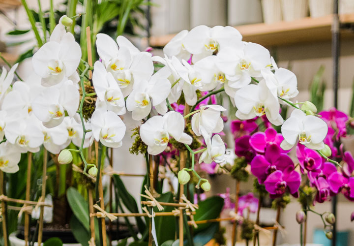 Watering Orchids with Ice Cubes: The Pros and Cons