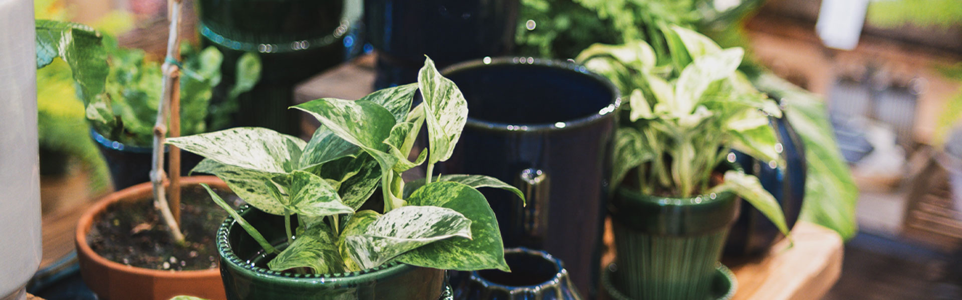Why Your Houseplants Love Coffee Grounds