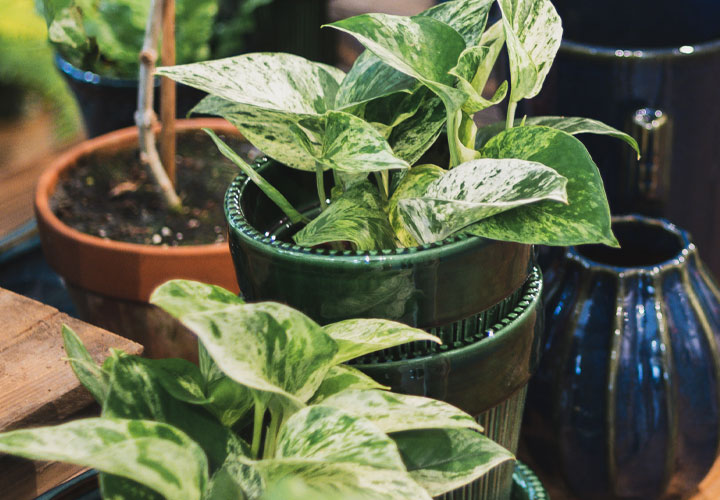 Why Your Houseplants Love Coffee Grounds