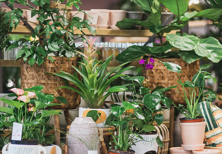 5 Houseplants That Are Safe for a Baby's Nursery