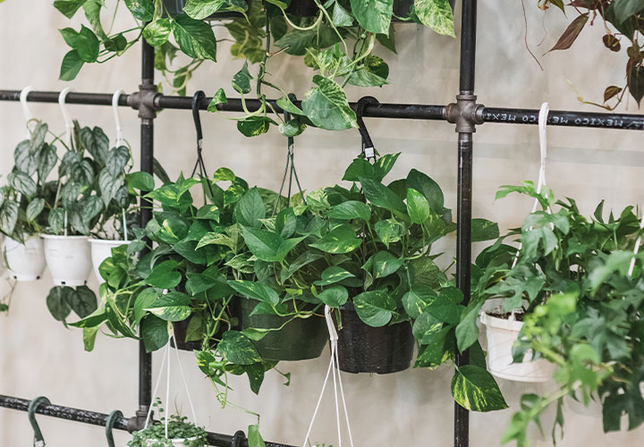Top Plant + Floral Trends to Look Out for in 2023