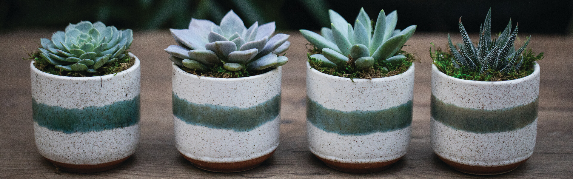 Say Thank You With Succulents
