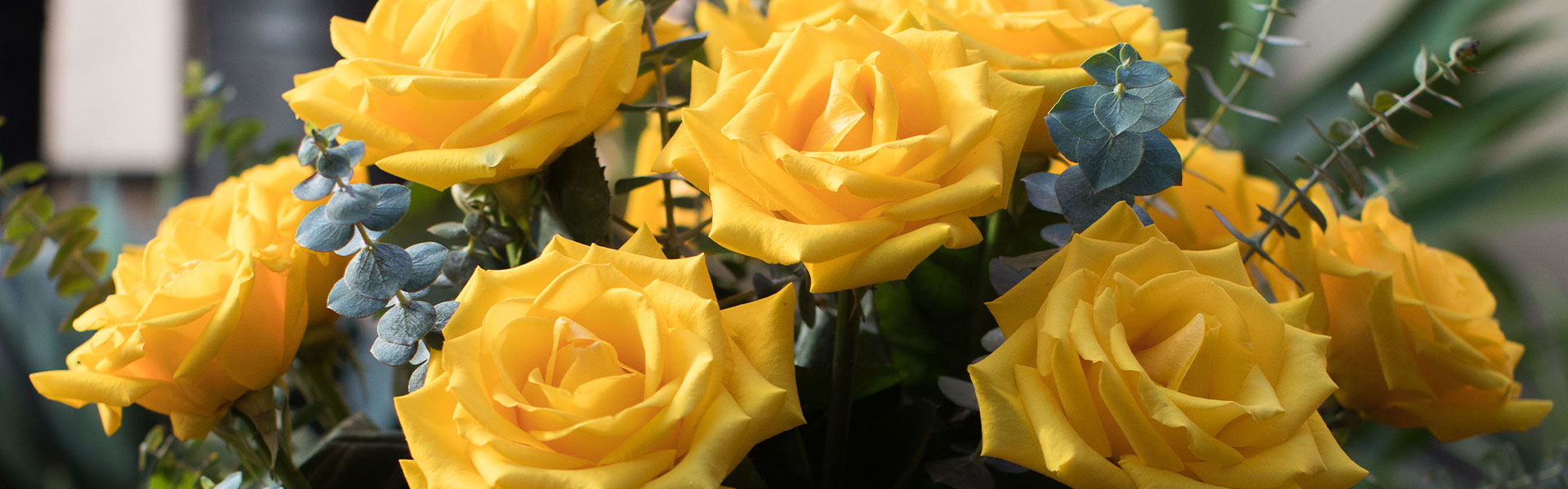 6 Symbolic Flowers to Gift on International Women's Day
