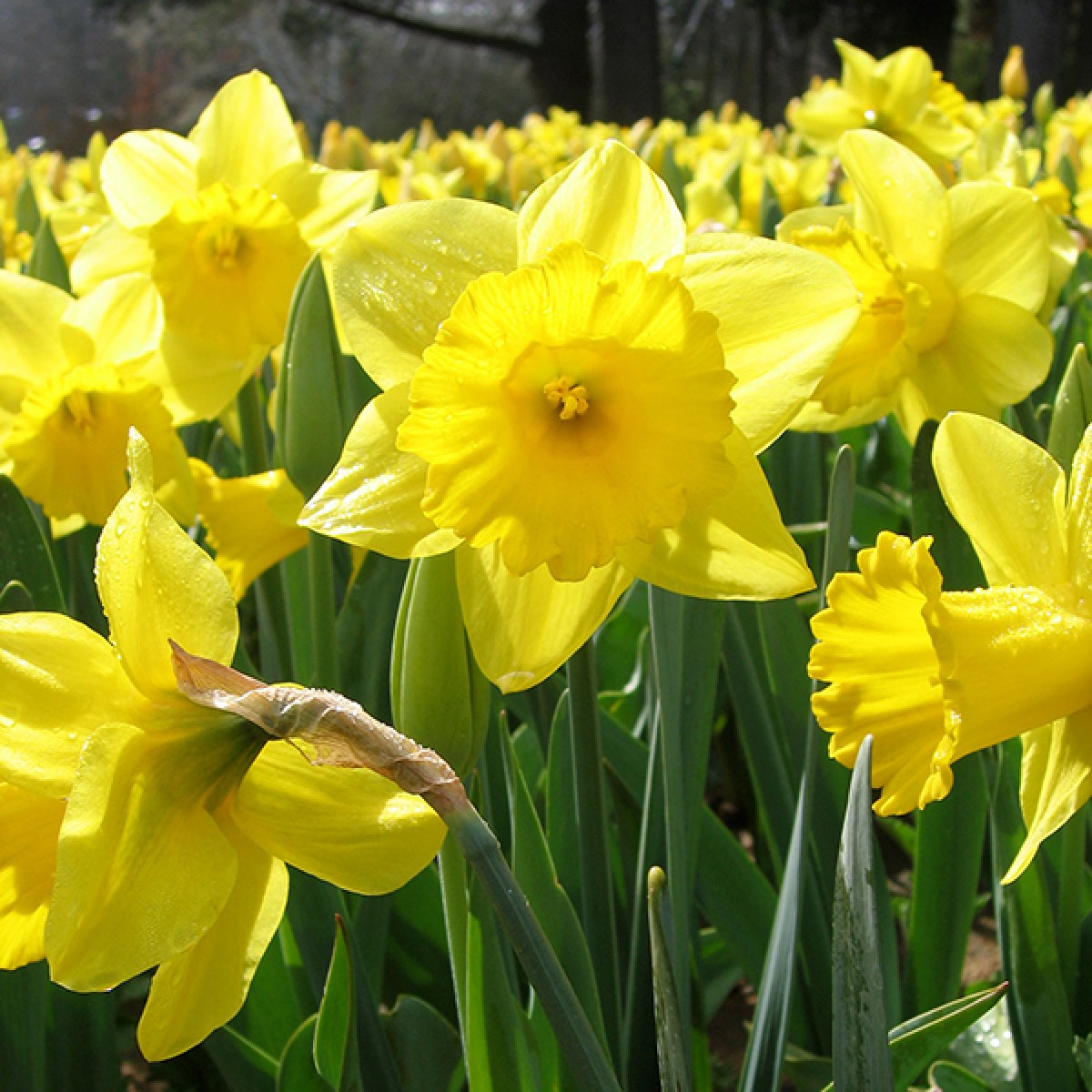 Daffodil Flower Meaning | lupon.gov.ph