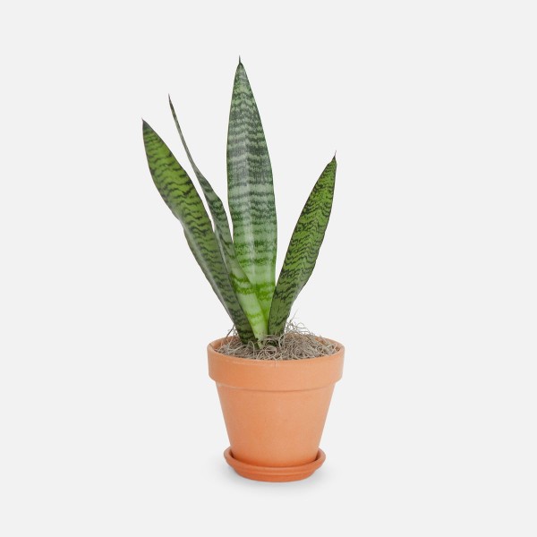 Is Black Coral Snake Plant Toxic To Cats TERNDU