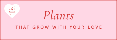 V-Day Plants
